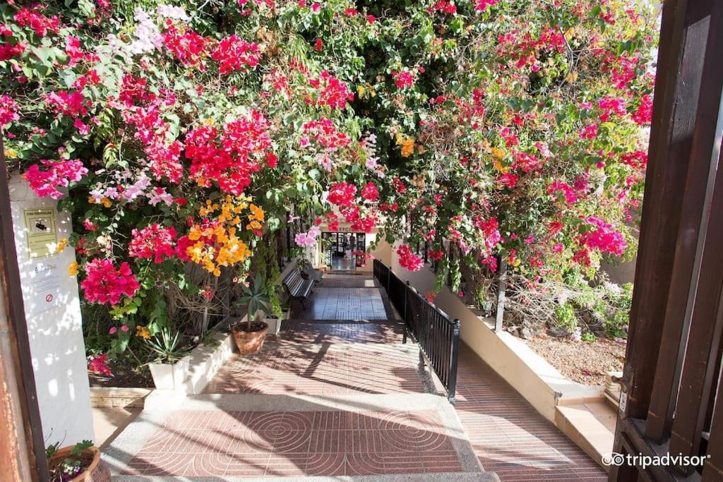 Corralejo Suite Pool & Gardens - Alisios Playa Exteriör bild